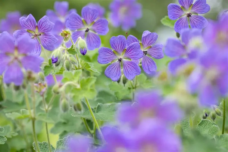 geranium 'philippe vapelle' P11 - afbeelding 5