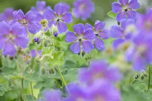 geranium 'philippe vapelle' P11 - afbeelding 5