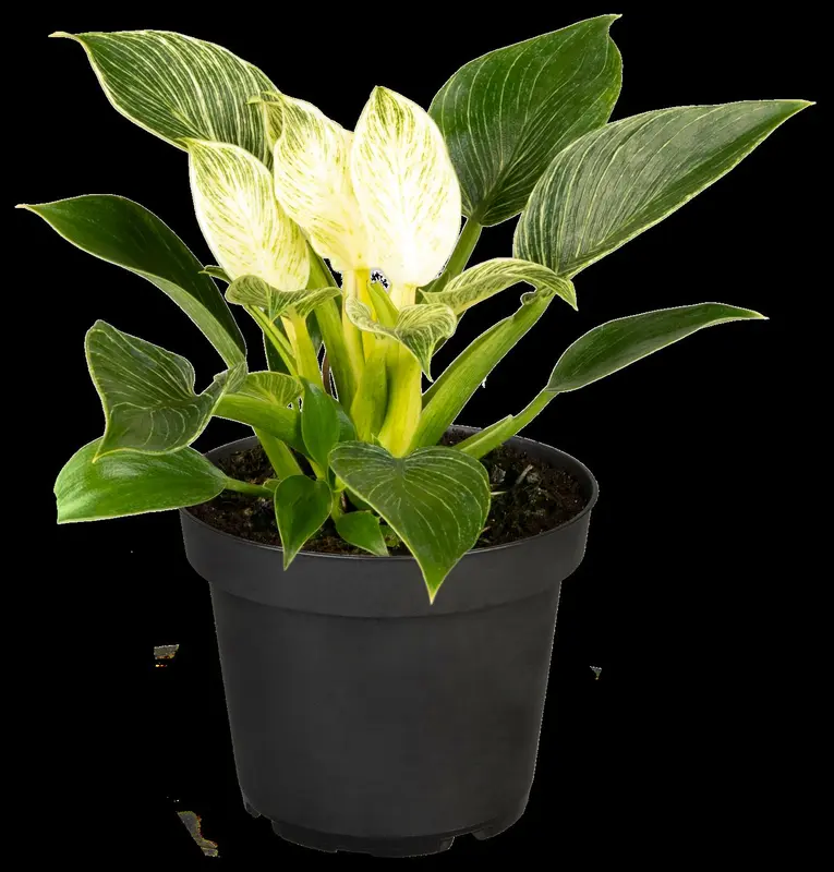 philodendron birkin p14 h35 - afbeelding 5