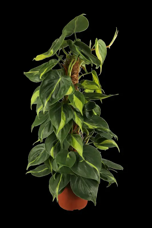 philodendron scandens 'brasil' p12 - afbeelding 1