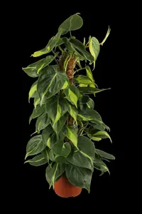 philodendron scandens 'brasil' p12 - afbeelding 1