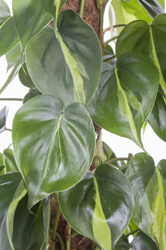 philodendron scandens 'brasil' p12 - afbeelding 4