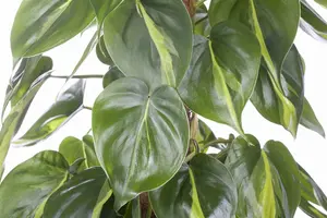 philodendron scandens 'brasil' p12 - afbeelding 5