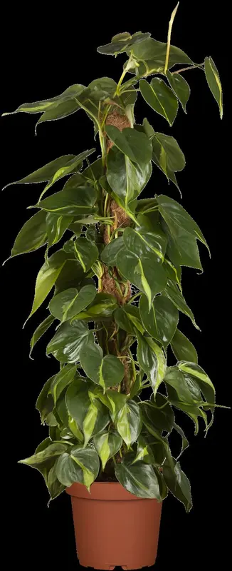 philodendron scandens 'brasil' p12 - afbeelding 3