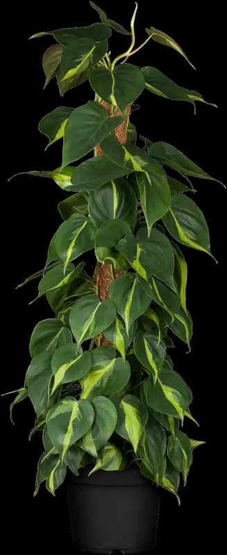 philodendron scandens 'brasil' p12 - afbeelding 2