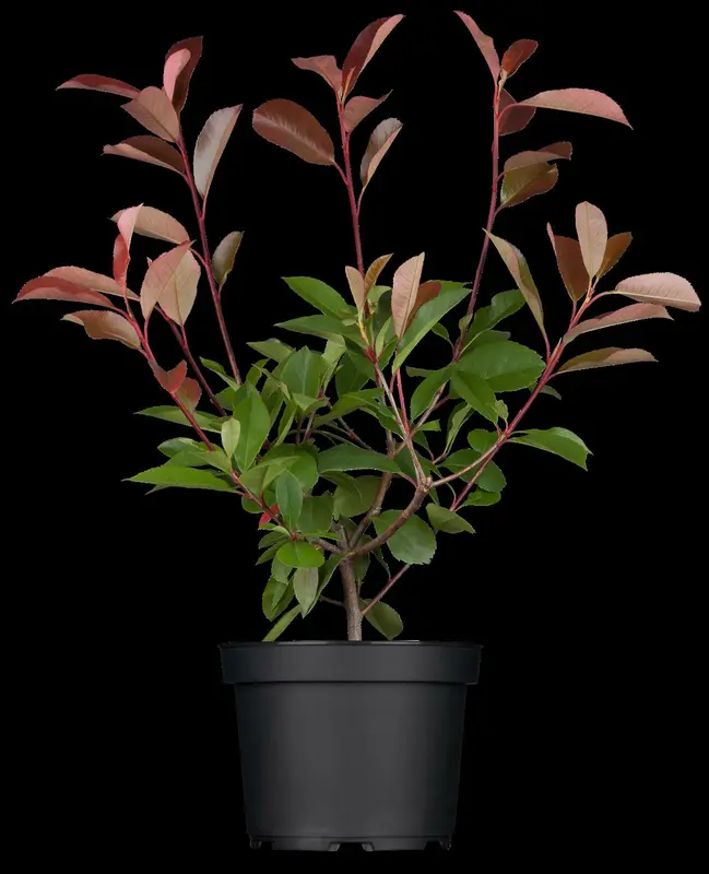 photinia fras. 'red robin' 10/12 C35 - afbeelding 3