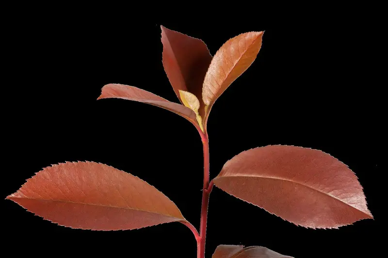 photinia fras. 'red robin' 10/12 C35 - afbeelding 5