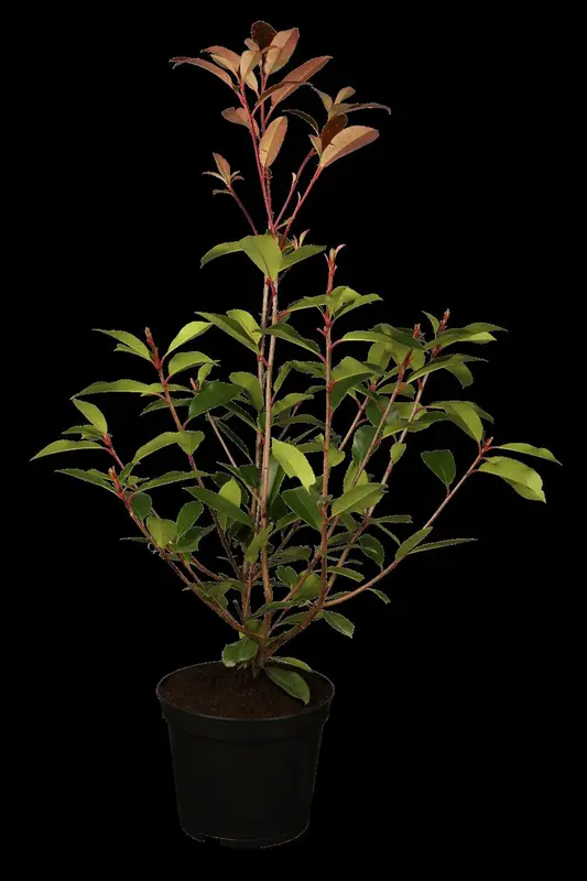 photinia fras. 'red robin' 6/8 C18 - afbeelding 2