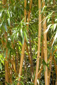 phyllostachys aurea (150-200 cm)