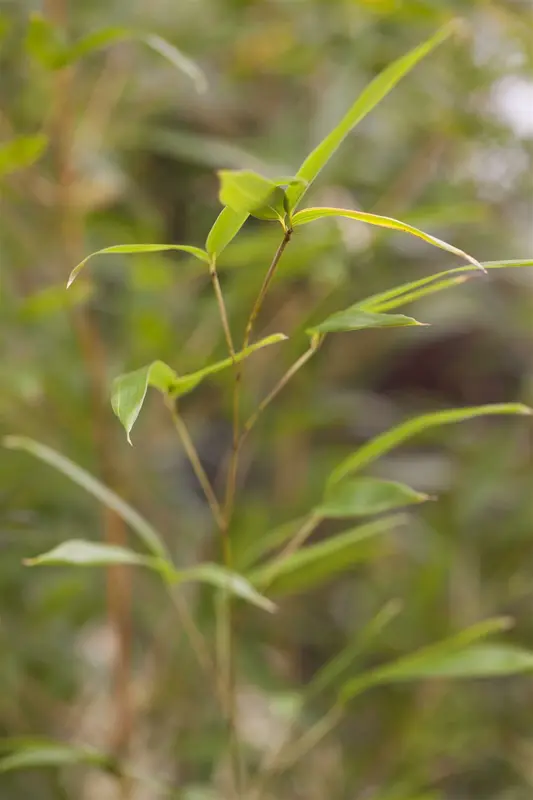 phyllostachys aureos. 'spectabilis' (125-150 cm)