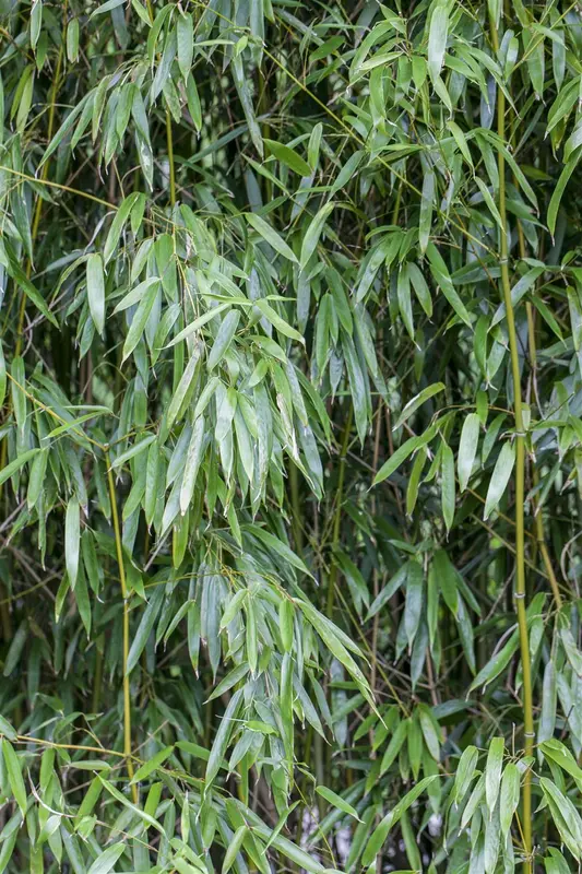 phyllostachys bissetii (125-150 cm) - afbeelding 1