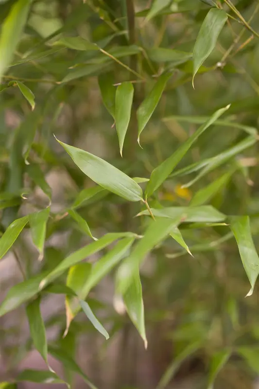 phyllostachys bissetii (150-200 cm) - afbeelding 3