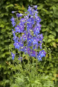 delphinium (b) 'piccolo' P9 - afbeelding 4