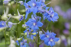 delphinium (b) 'piccolo' P9 - afbeelding 1