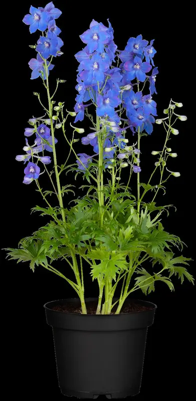 delphinium (b) 'piccolo' P9 - afbeelding 5