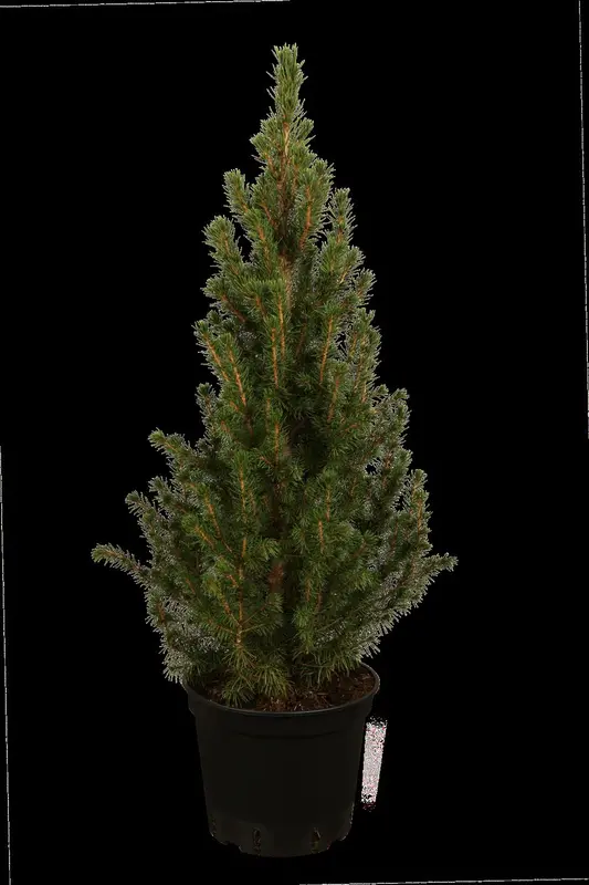 picea glauca 'conica' (30- 40 C cm) - afbeelding 2