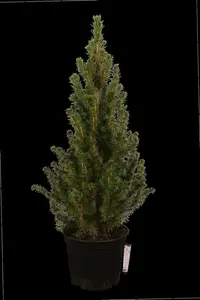 picea glauca 'conica' (30- 40 C cm) - afbeelding 2