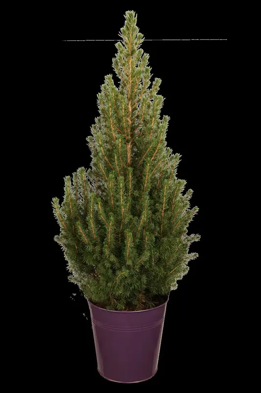 picea glauca 'conica' (30- 40 C cm) - afbeelding 4