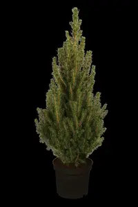 picea glauca 'conica' (30- 40 C cm) - afbeelding 5