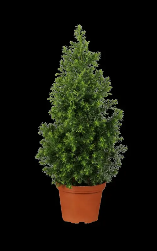 picea glauca 'conica' (30- 40 C cm) - afbeelding 3