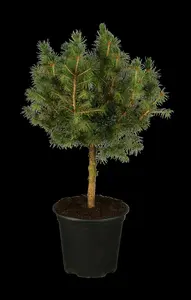 picea glauca 'conica' (30- 40 C cm) - afbeelding 1