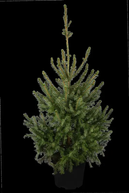 picea omorika (80-100 cm) - afbeelding 1