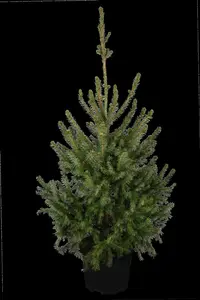 picea omorika (80-100 cm) - afbeelding 1