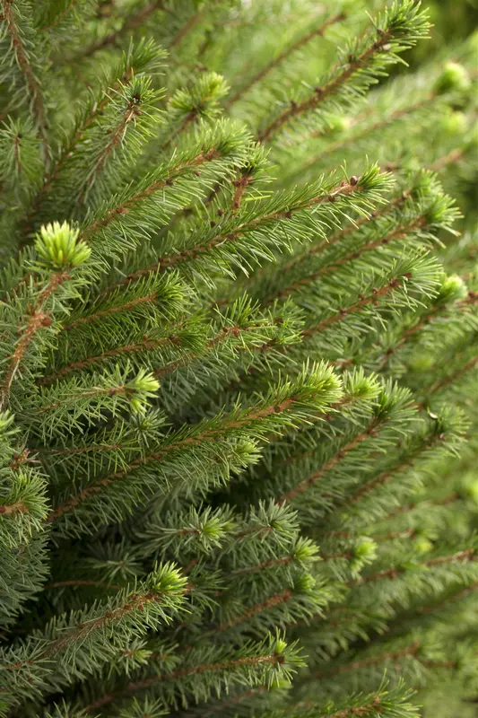 picea omorika (80-100 cm) - afbeelding 2