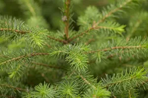 picea omorika (80-100 cm) - afbeelding 3