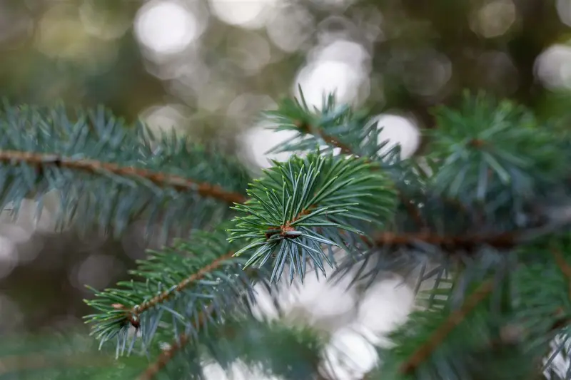 picea omorika (80-100 cm) - afbeelding 4