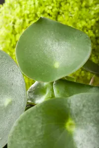 pilea peperoides - afbeelding 1