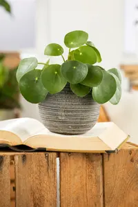 pilea peperoides - afbeelding 2