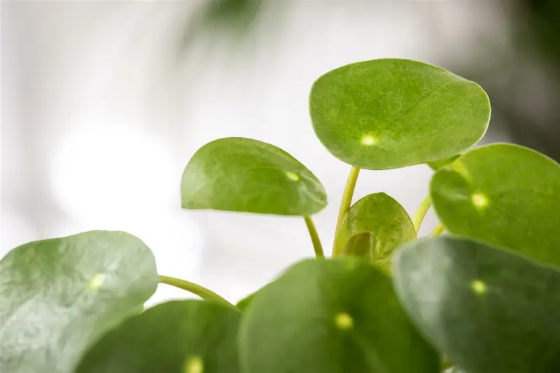 pilea peperoides - afbeelding 3