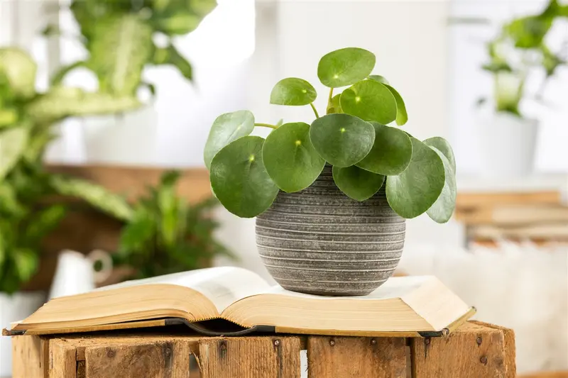 pilea peperoides - afbeelding 4