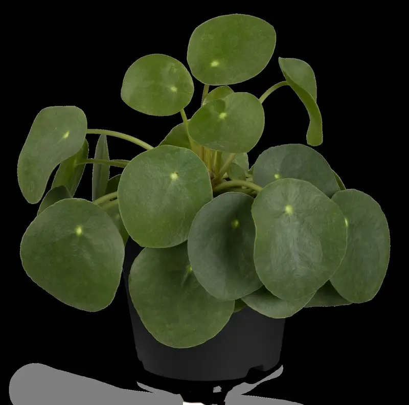 pilea peperoides - afbeelding 5