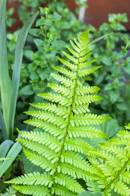 dryopteris aff. 'pinderi' P9