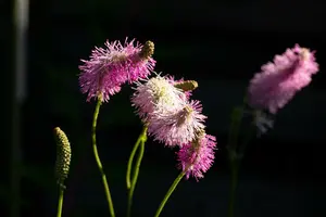 sanguisorba hybr. 'pink brushes' P9