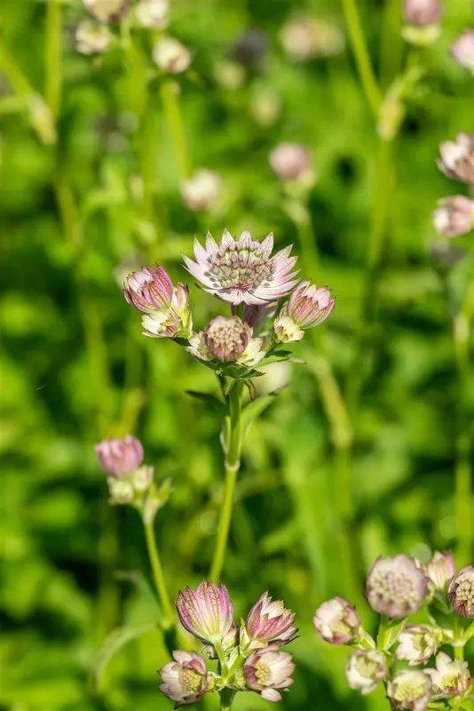 Pink Button astrantia - afbeelding 2