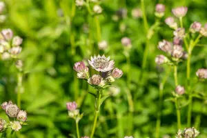 Pink Button astrantia - afbeelding 1