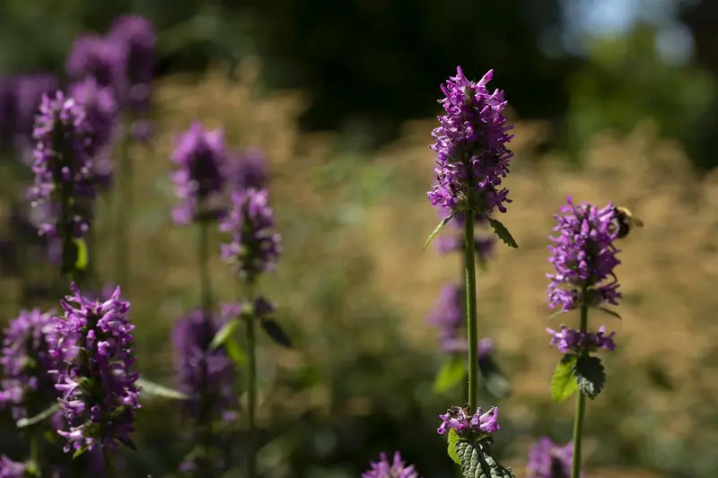 nepeta nervosa 'pink cat' P9