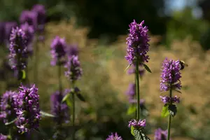 nepeta nervosa 'pink cat' P9