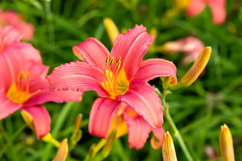 hemerocallis 'pink damask' P11