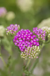 achillea mil. 'pink grapefruit' P9 - afbeelding 1