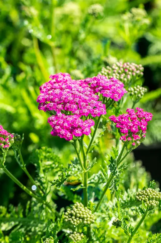 achillea mil. 'pink grapefruit' P9 - afbeelding 4