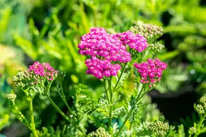 achillea mil. 'pink grapefruit' P9 - afbeelding 3