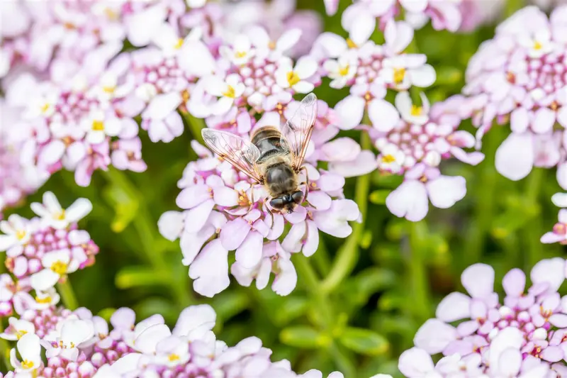 iberis sempervirens pink ice P11 - afbeelding 2