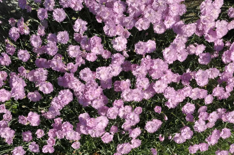 dianthus grat. 'pink jewel' P11