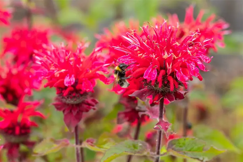 monarda hybr. 'pink lace'® P9