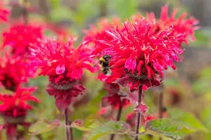 monarda hybr. 'pink lace'® P9