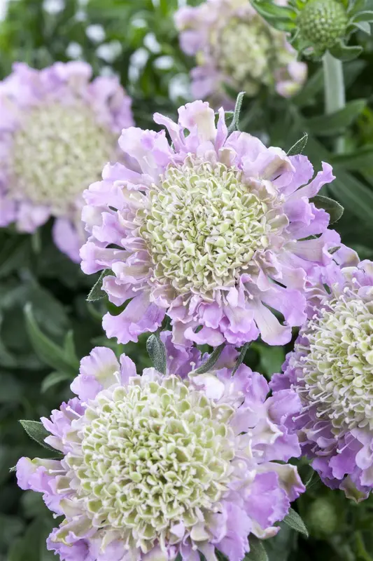 scabiosa col. 'pink mist' P11 - afbeelding 1